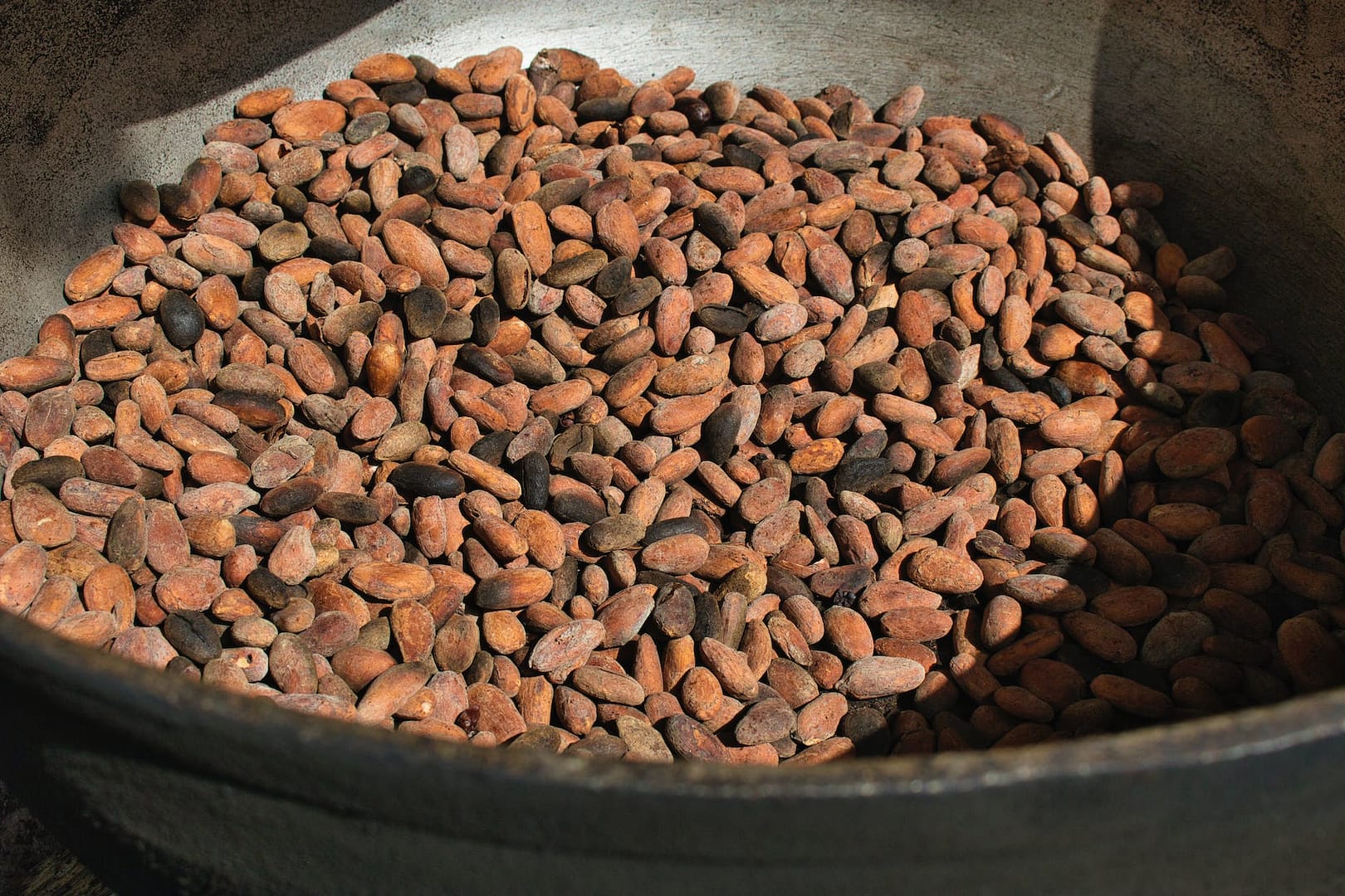 fresh cocoa beans in bowl